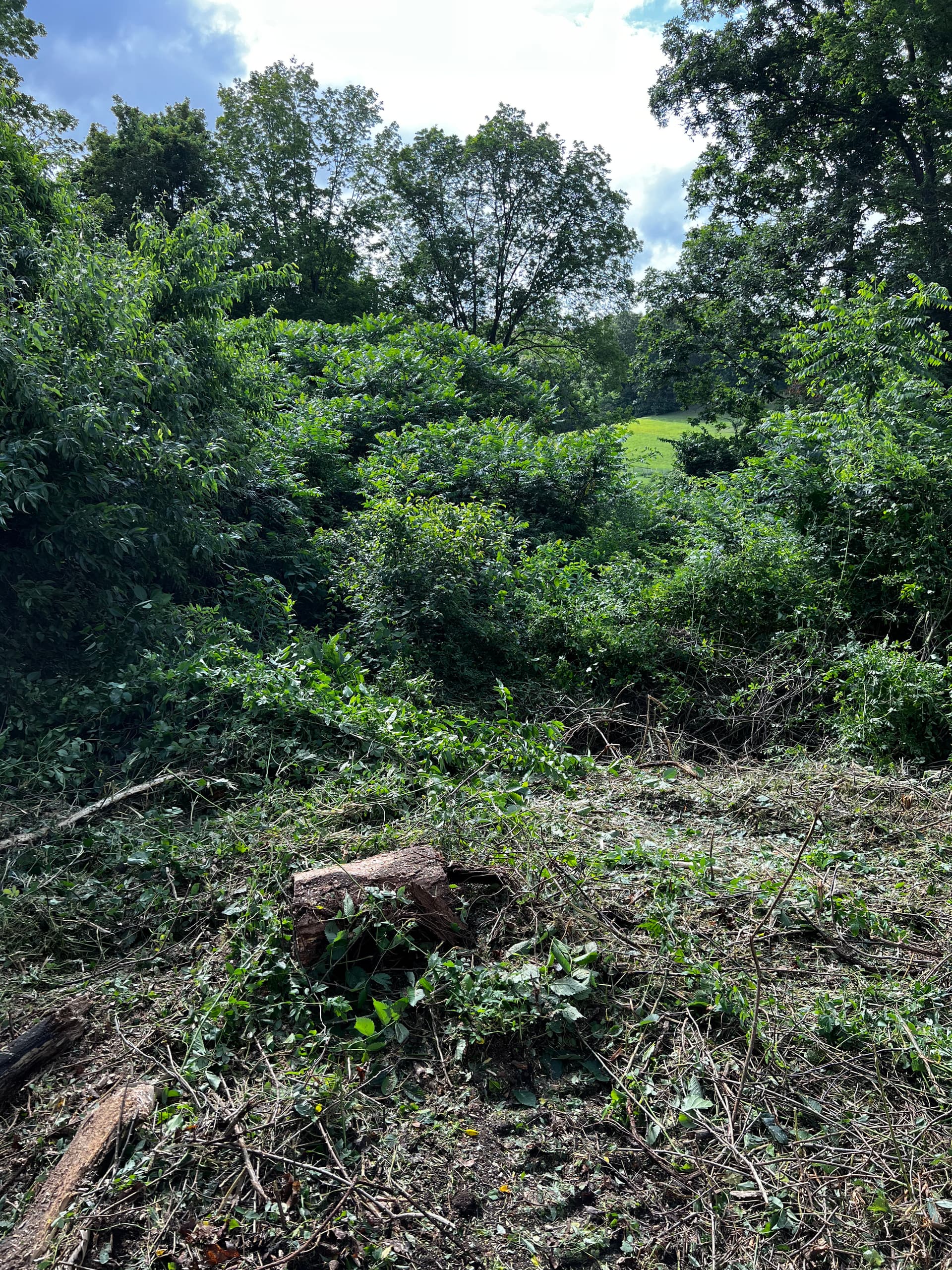 1-Acre Septic Leach Field Cleared with Forestry Mulching image