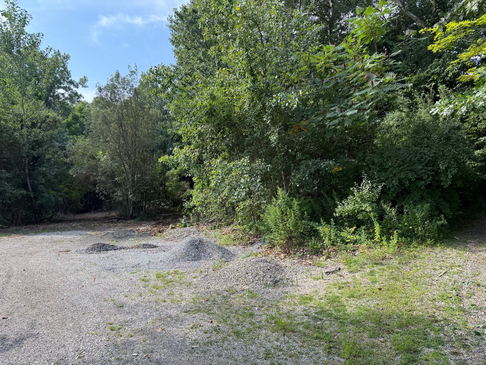 Brush Clearing and Forestry Mulching Turns Overgrown Land into Usable Ground image