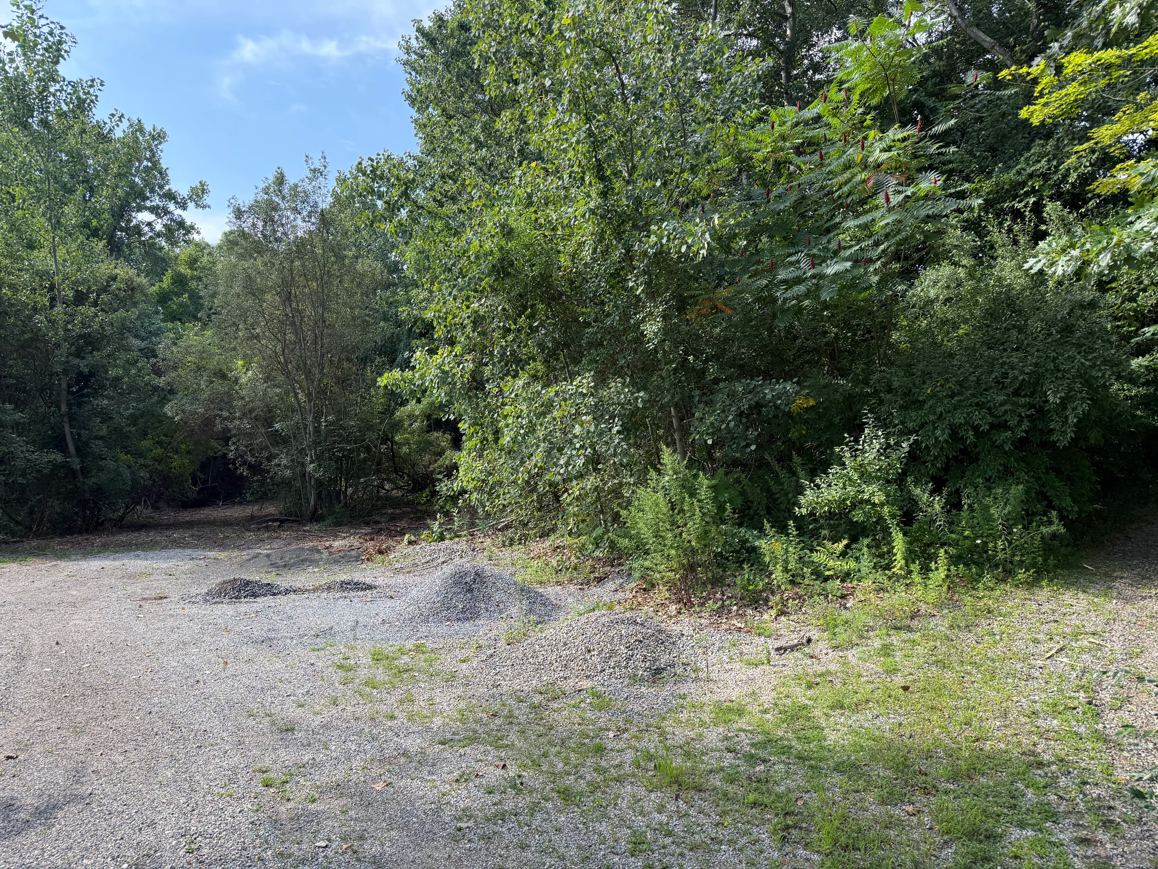 Project Brush Clearing and Forestry Mulching Turns Overgrown Land into Usable Ground image