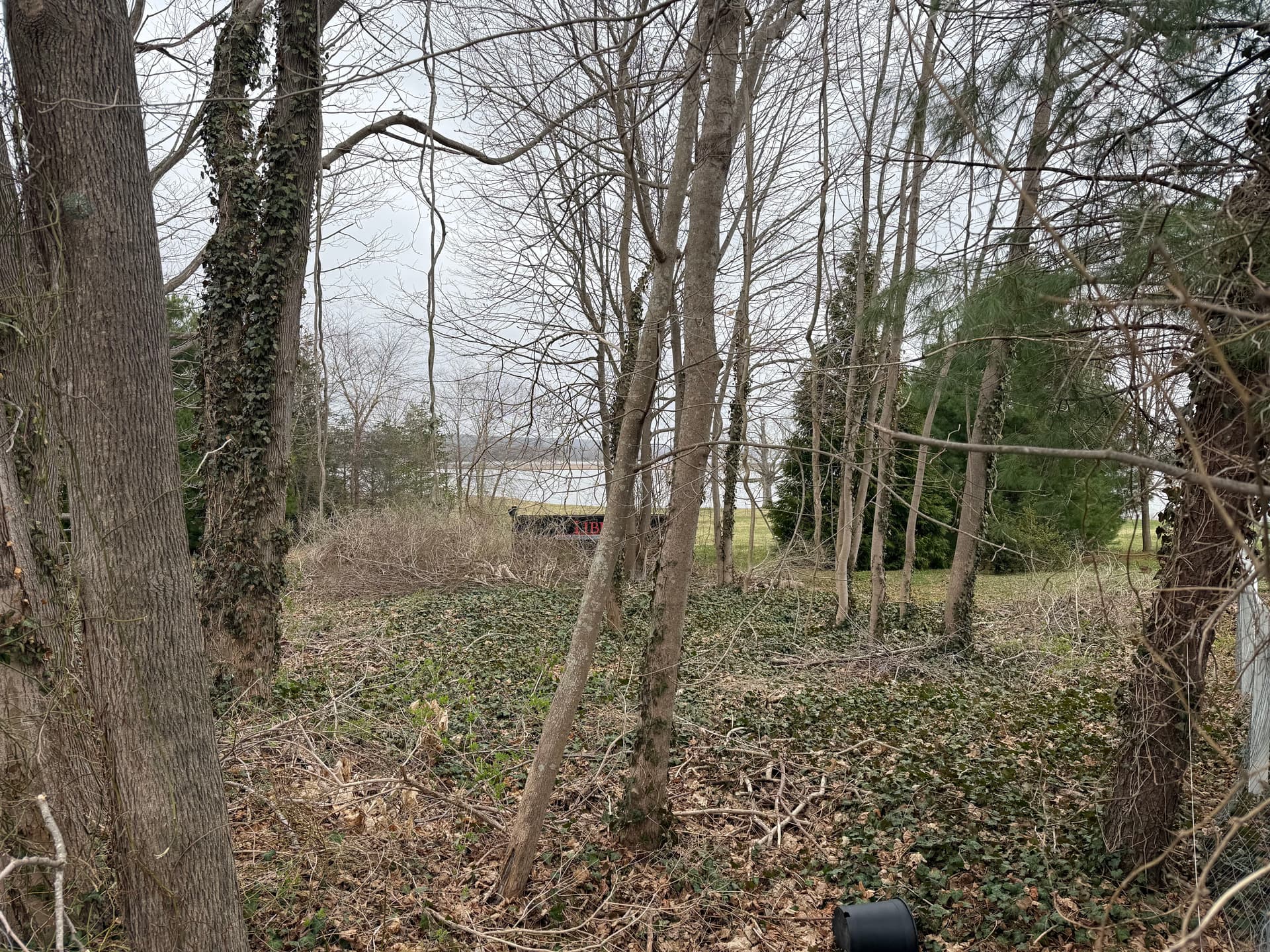 Overgrown to Open - Full Land Clearing and Seed Done Right image