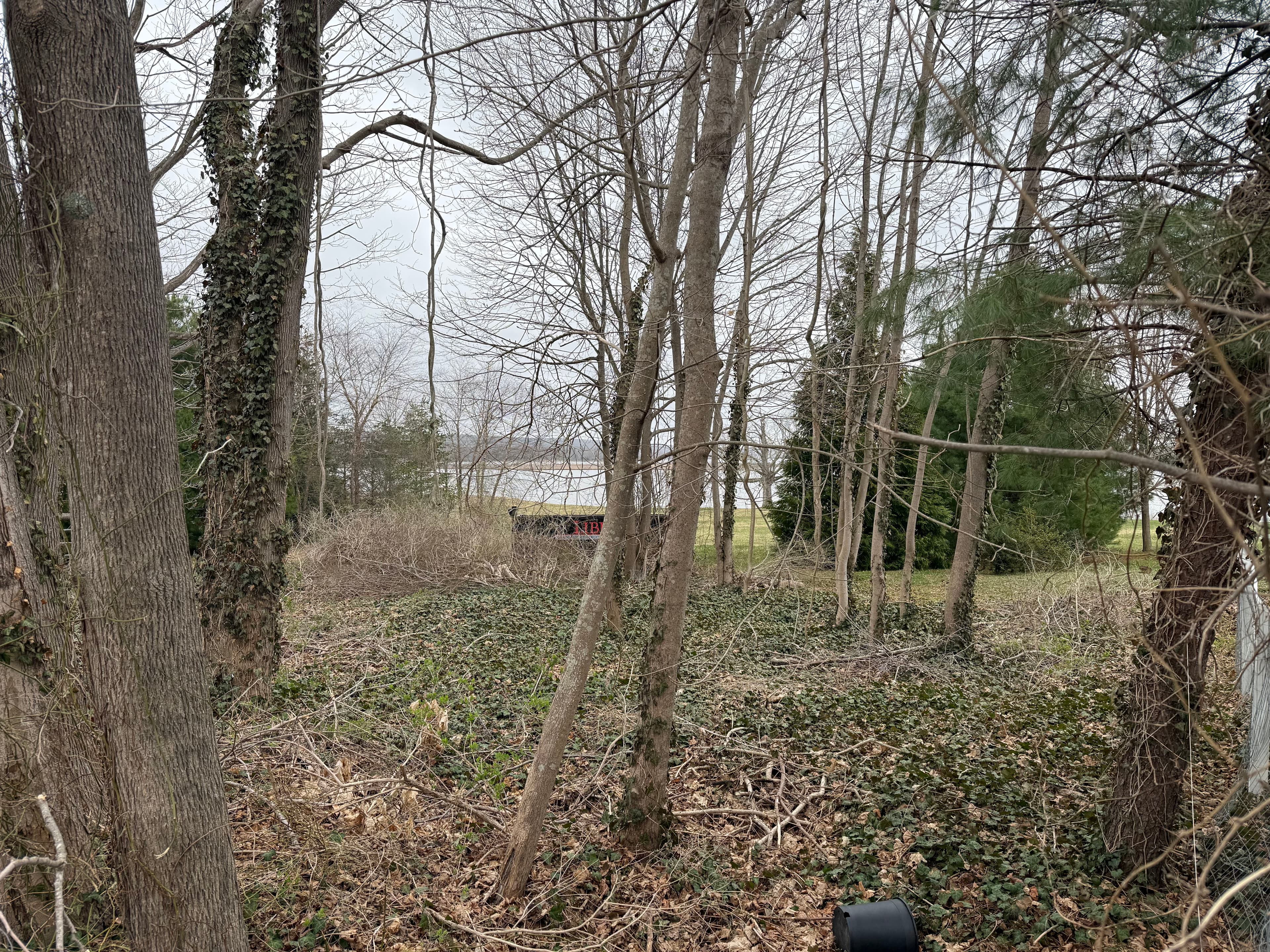 Project Overgrown to Open - Full Land Clearing and Seed Done Right image