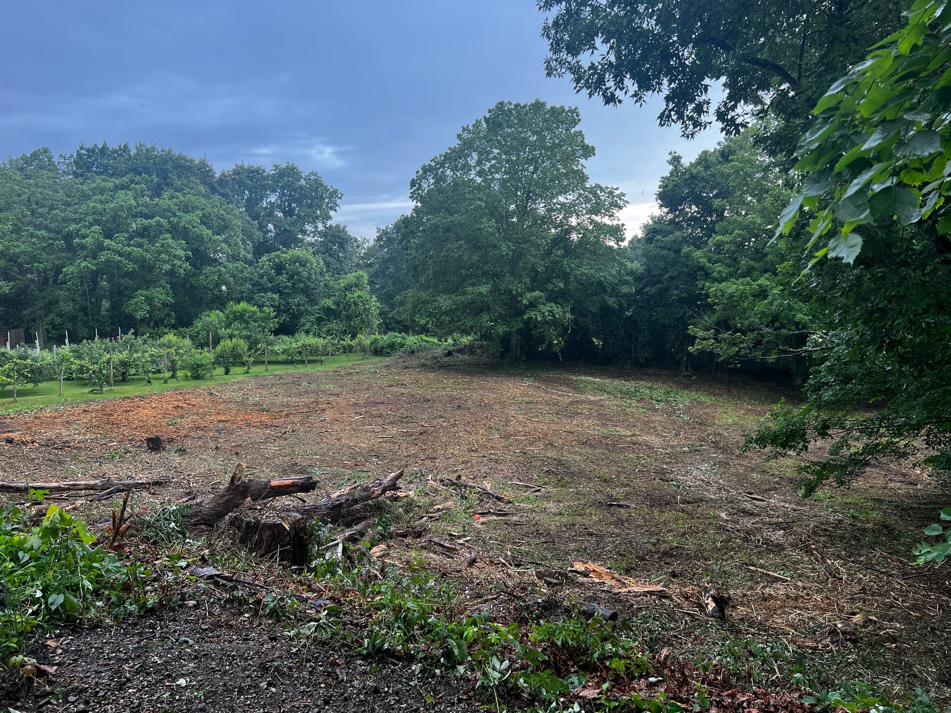 Gallery photos for 1-Acre Septic Leach Field Cleared with Forestry Mulching: Image #1