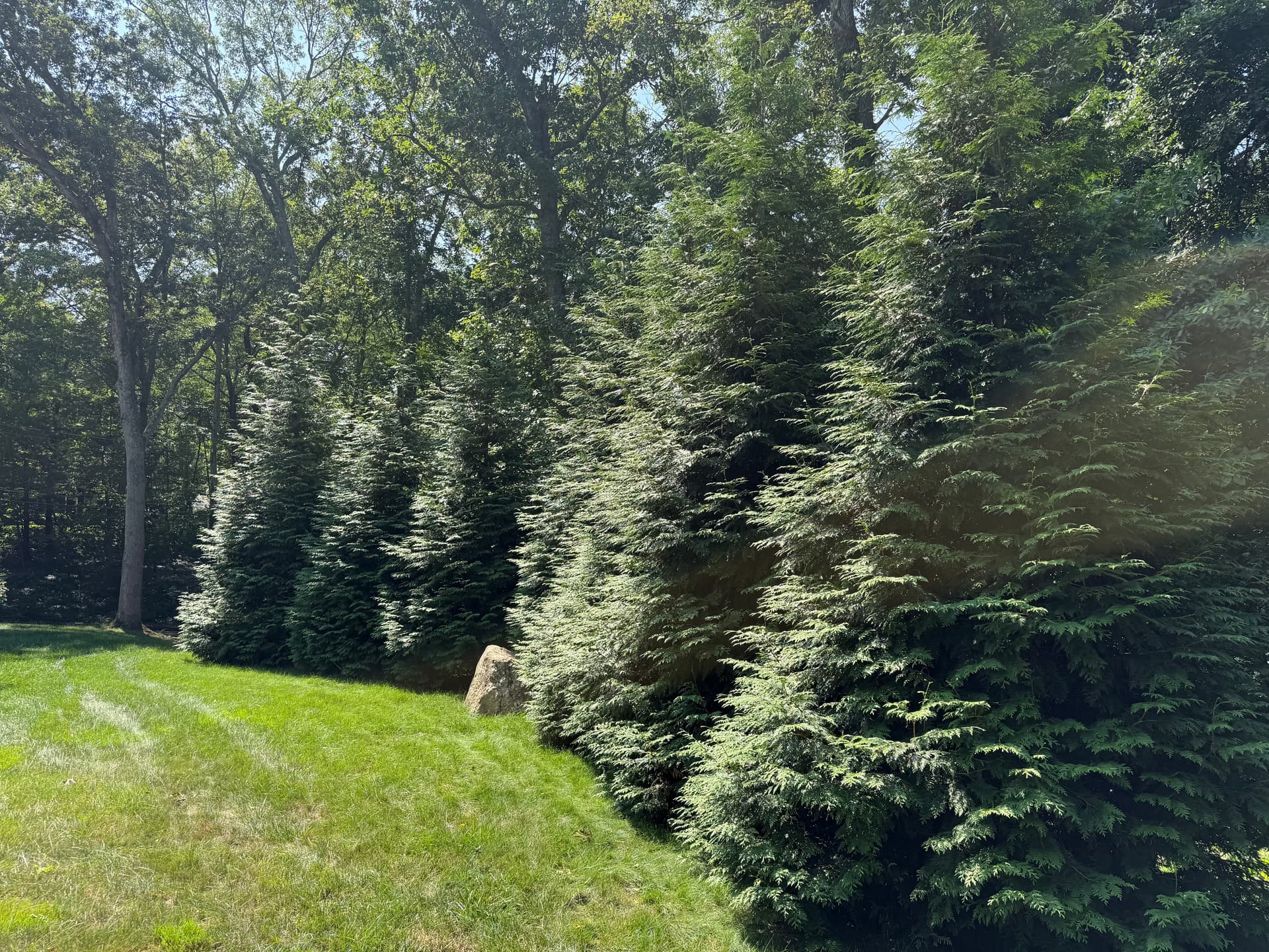 Gallery photos for Overgrown Brush Cleared and Planted with Green Giant Arborvitaes: Image #2