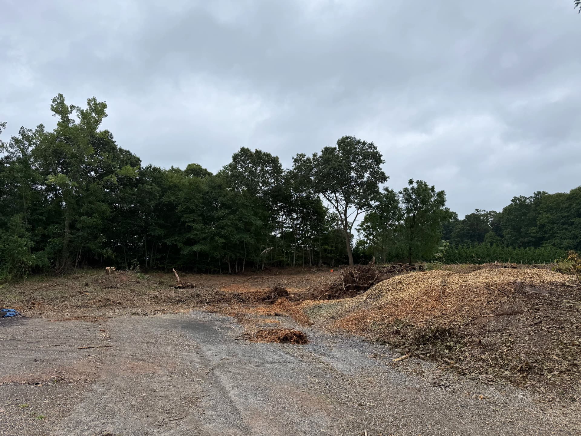 Gallery photos for Brush Clearing and Forestry Mulching Turns Overgrown Land into Usable Ground: Image #3