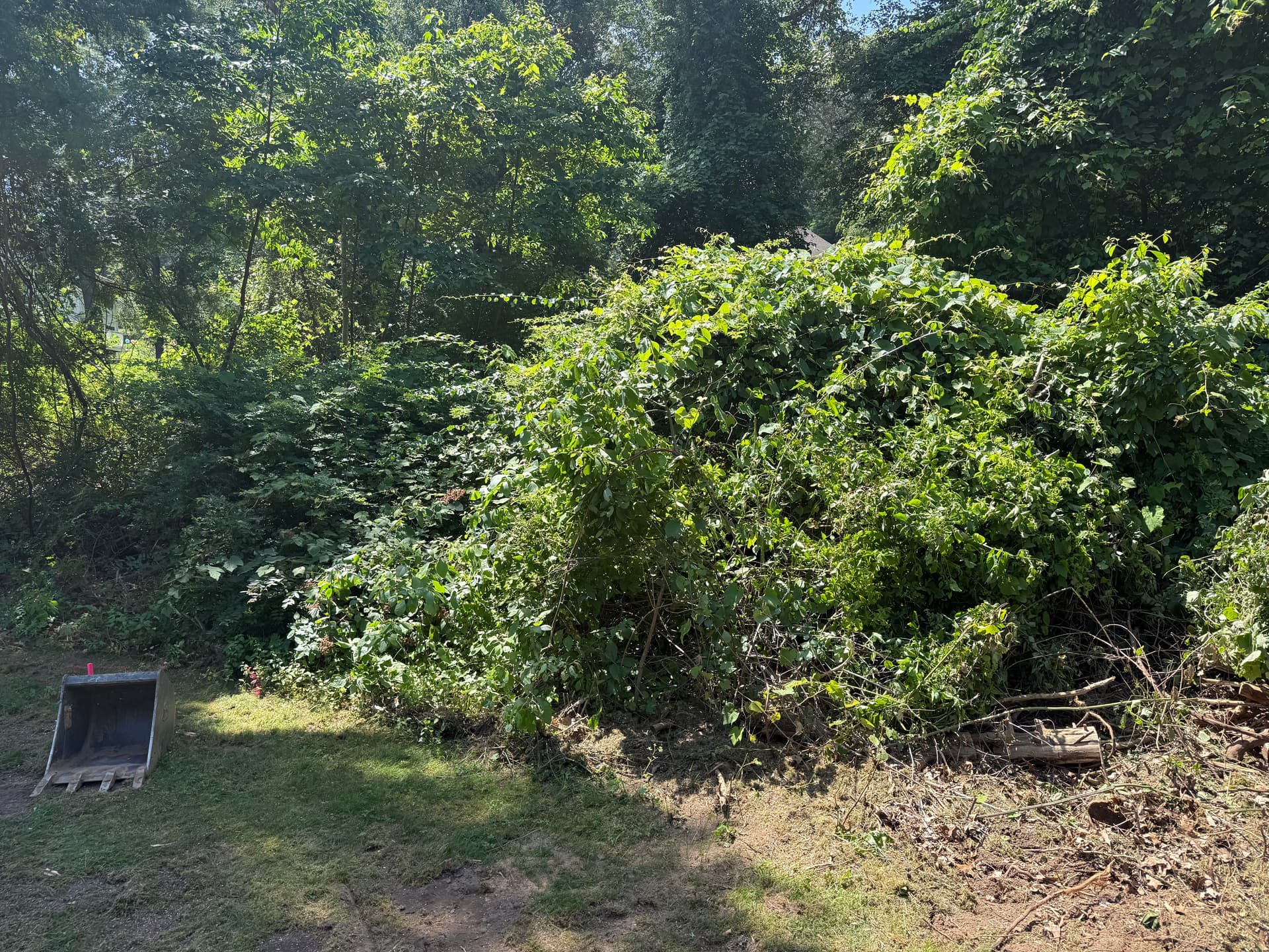 Gallery photos for Overgrown Backyard Cleared and Turned Into a Real Lawn: Image #1