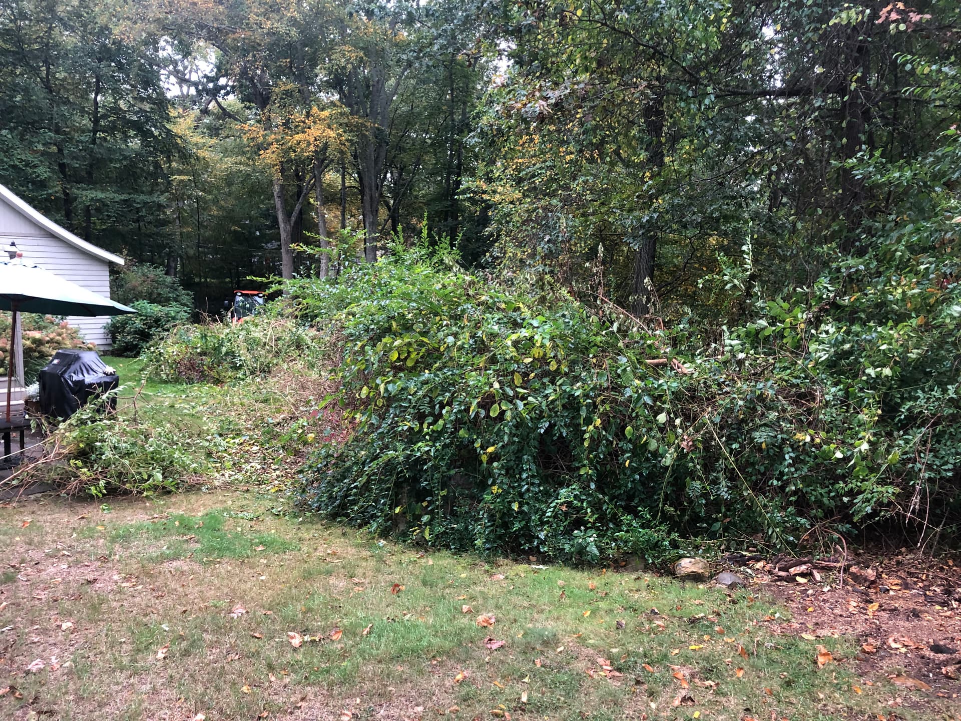 Overgrown Brush Cleared and Planted with Green Giant Arborvitaes image