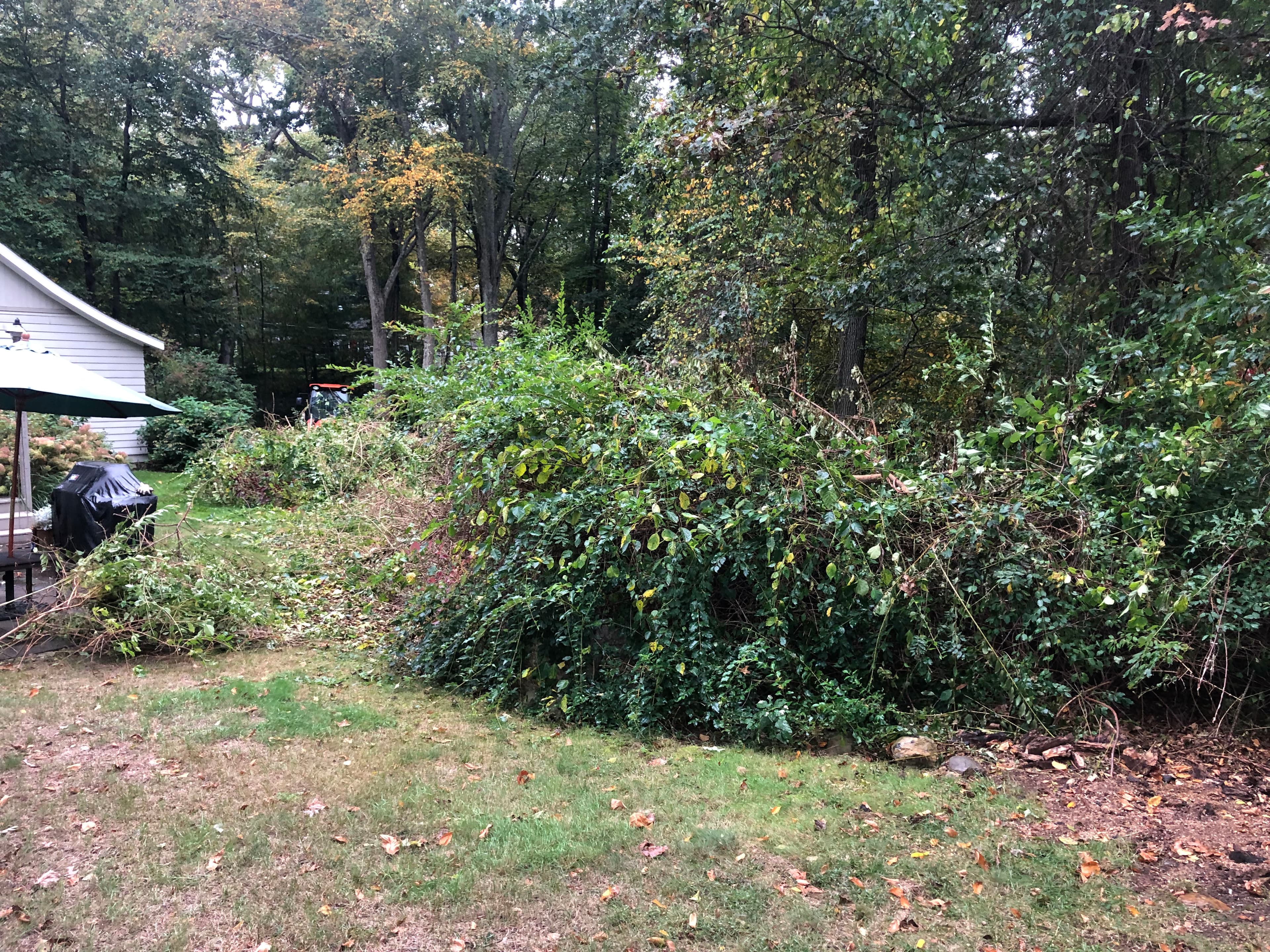 Project Overgrown Brush Cleared and Planted with Green Giant Arborvitaes image